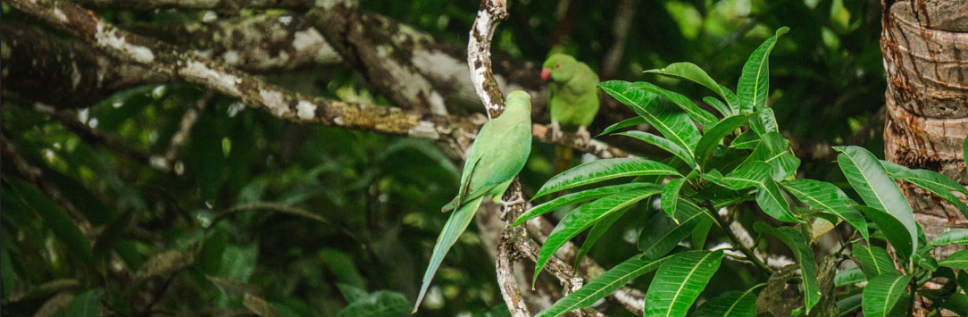 Parrot Island Andaman Travel